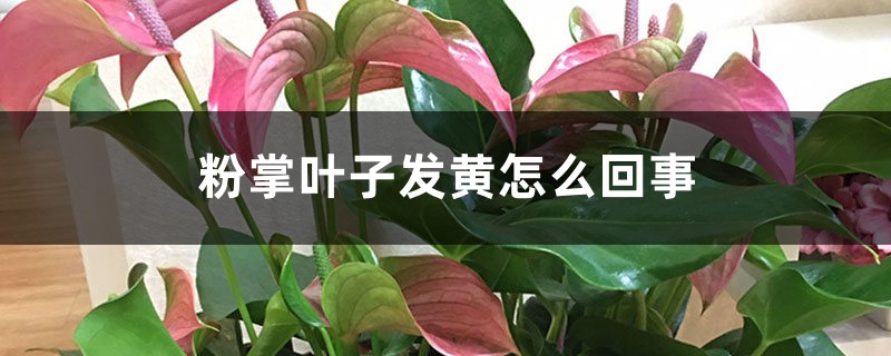 粉掌