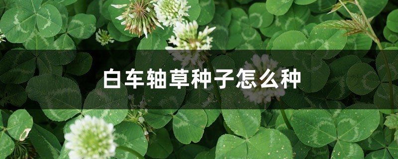 白车轴草