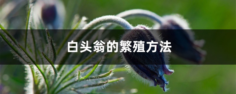 白头翁
