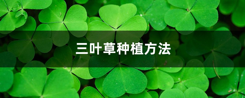 三叶草