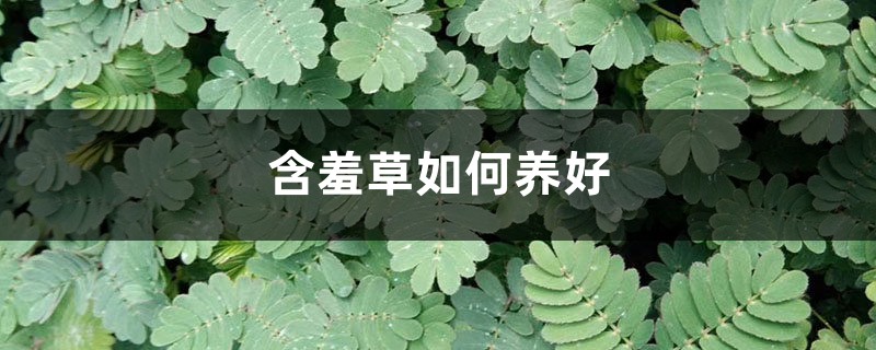 含羞草