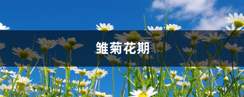 雏菊