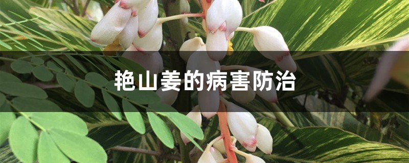 艳山姜