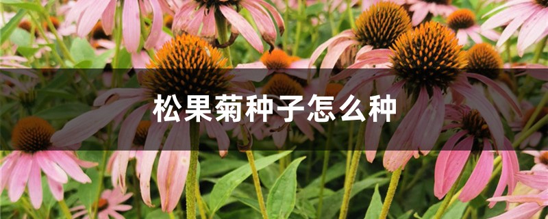 松果菊