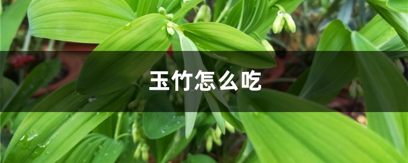 玉竹