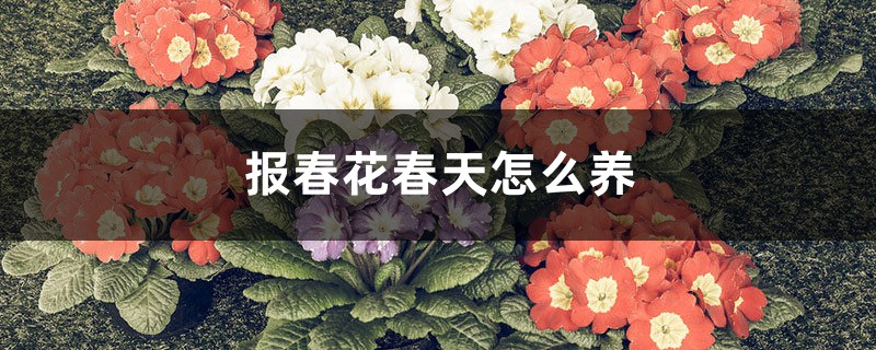 报春花