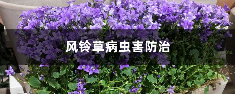 风铃草