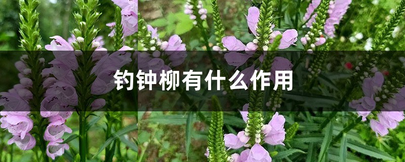 钓钟柳