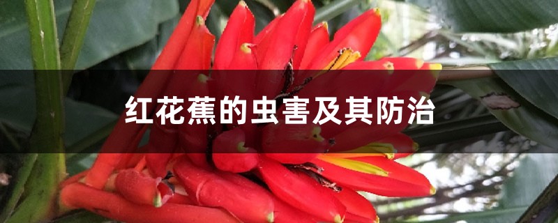 红花蕉