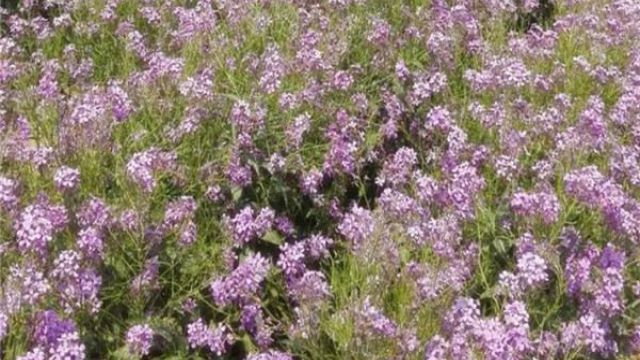 蓝香芥