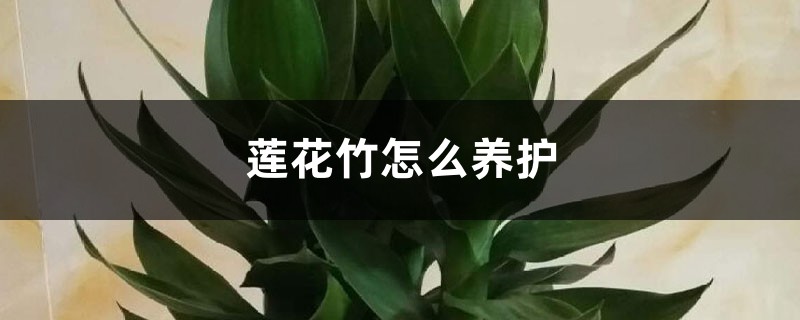 莲花竹