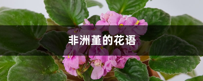 非洲堇