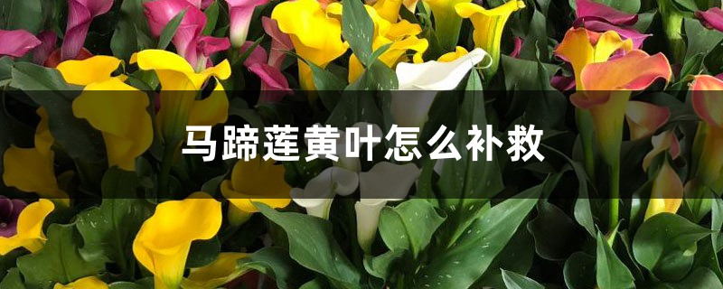 马蹄莲