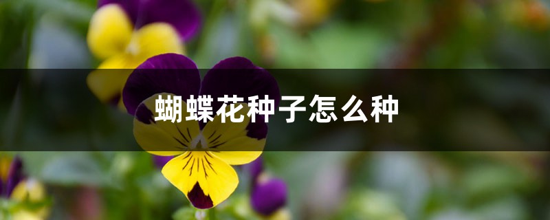 蝴蝶花