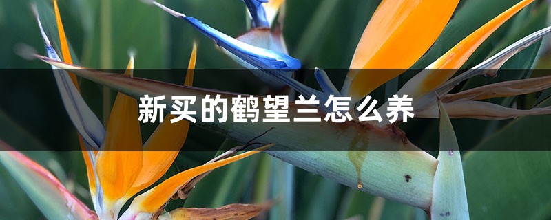 鹤望兰