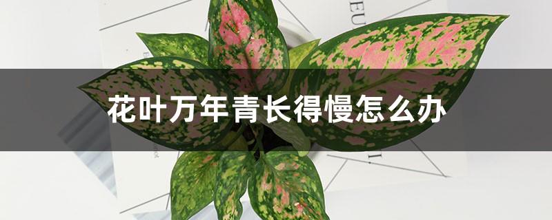 花叶万年青