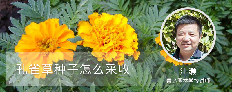 孔雀草