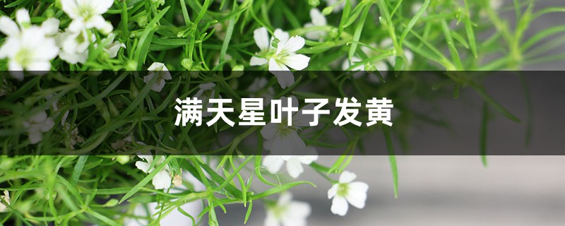 满天星