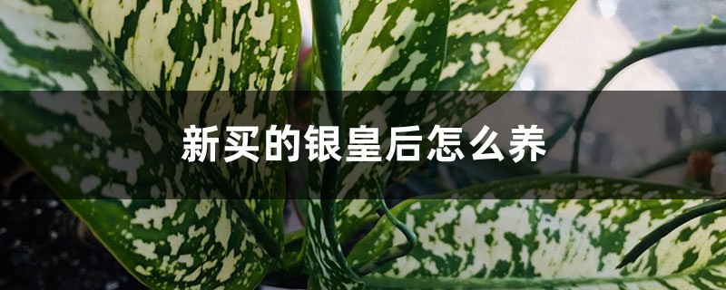 银皇后