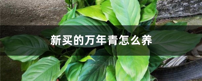 万年青