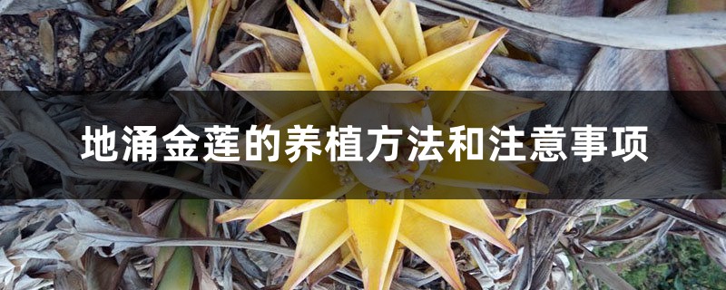地涌金莲