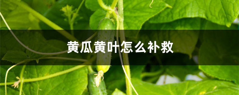 黄瓜