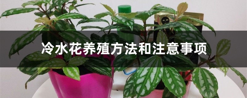 冷水花