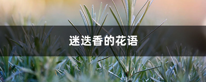 迷迭香