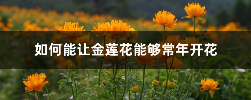 金莲花
