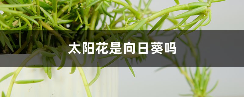 向日葵