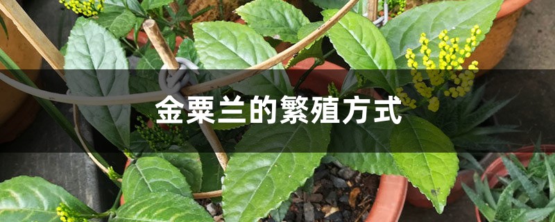 金粟兰