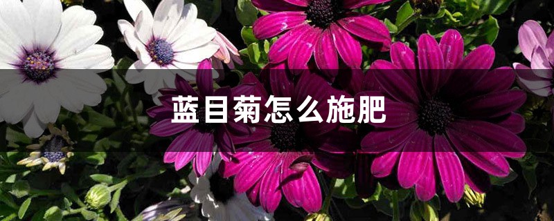 蓝目菊