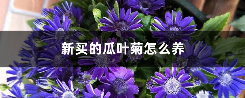 瓜叶菊