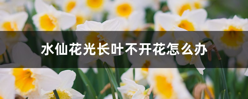 水仙花