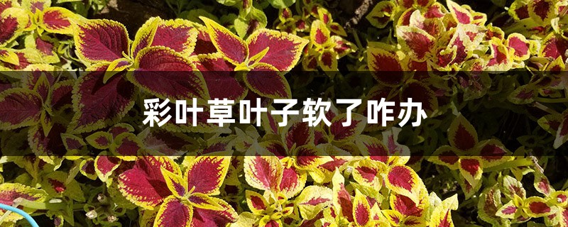 彩叶草