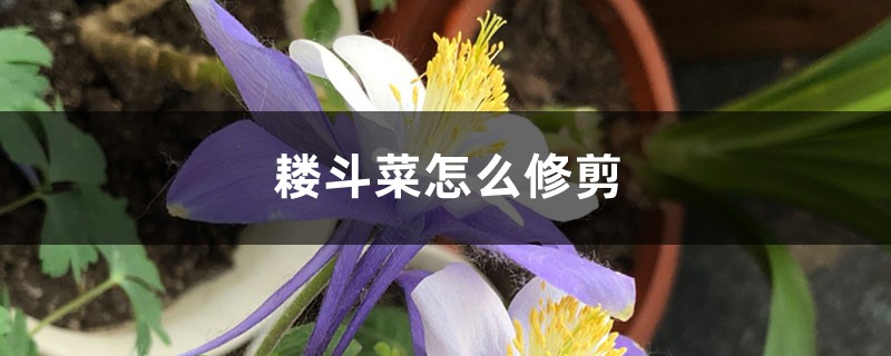 耧斗菜