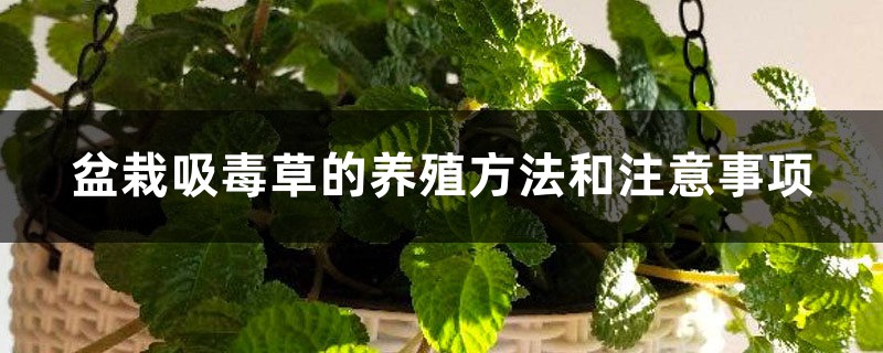 吸毒草