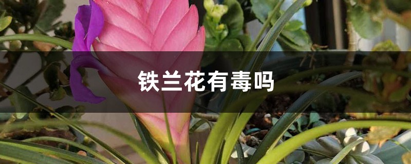 铁兰