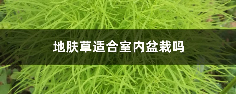 地肤