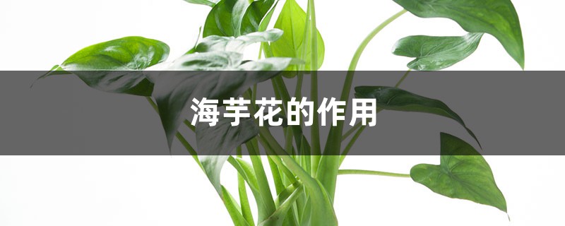 海芋花