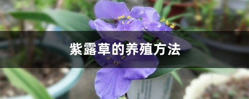 紫露草