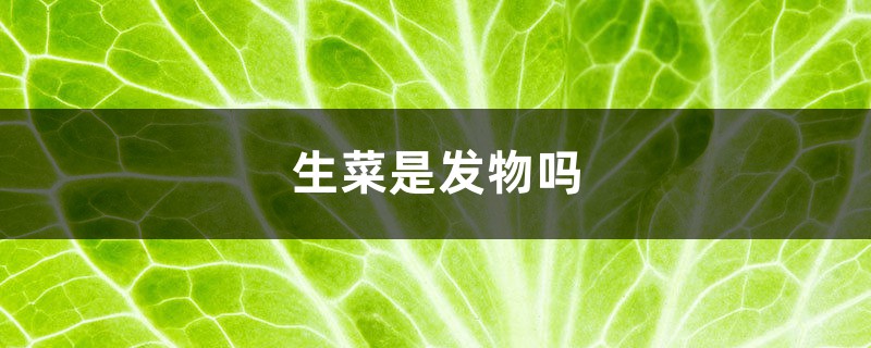 生菜