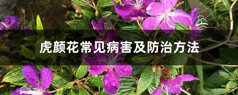 虎颜花
