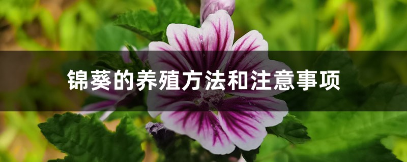 锦葵