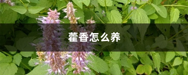 藿香