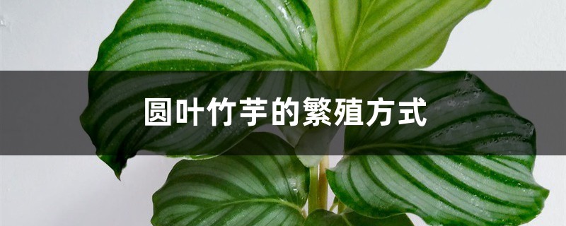 圆叶竹芋