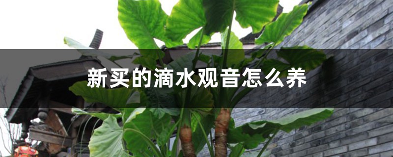 滴水观音