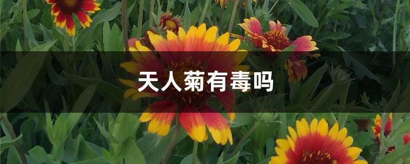 天人菊
