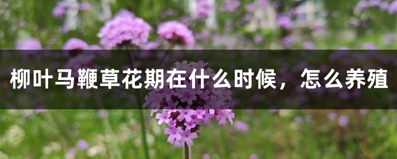 马鞭草