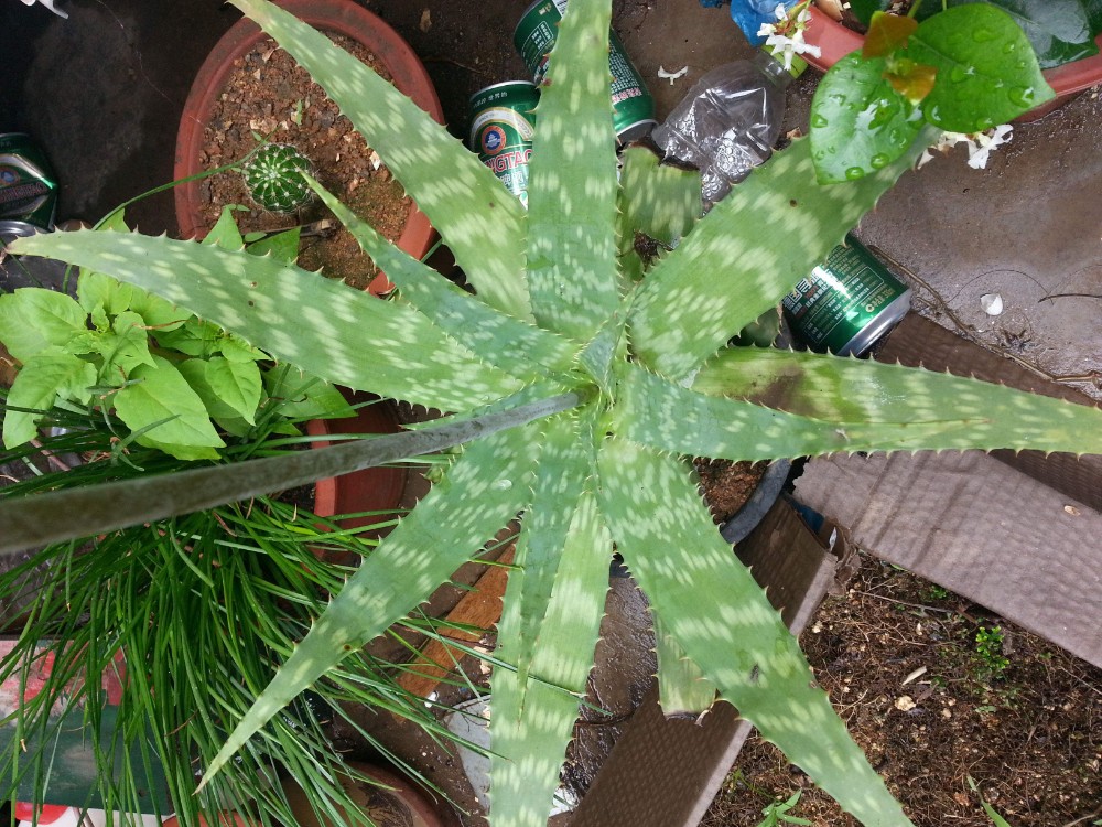 草芦荟